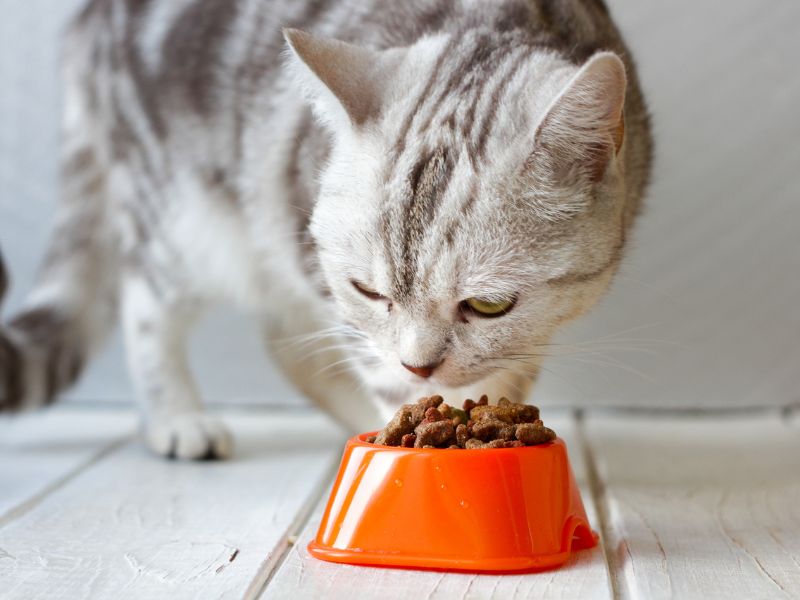 Die Geheimnisse der Katzenernährung: Ein Leitfaden für optimale Gesundheit