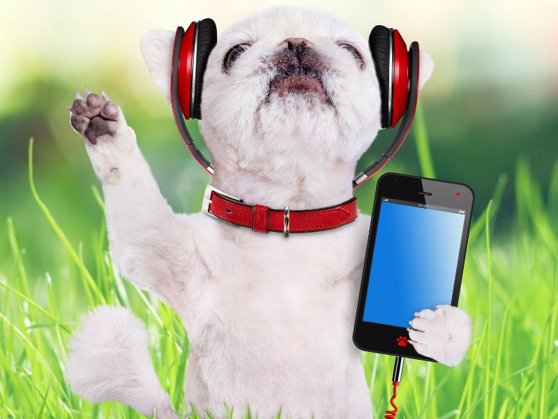 Melodien für Vierbeiner: Wie Musik das Leben unserer Haustiere bereichert