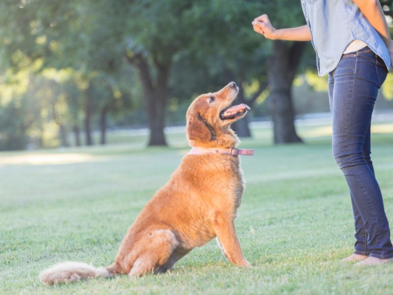 Stur aber Lernfähig: Erfolgreiche Trainingsstrategien für hartnäckige Hunde