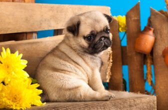 So verstehen Sie einen Mops