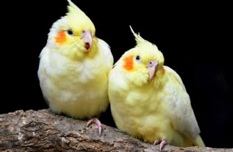 Vogelhaltung im Haus: Tipps für Anfänger