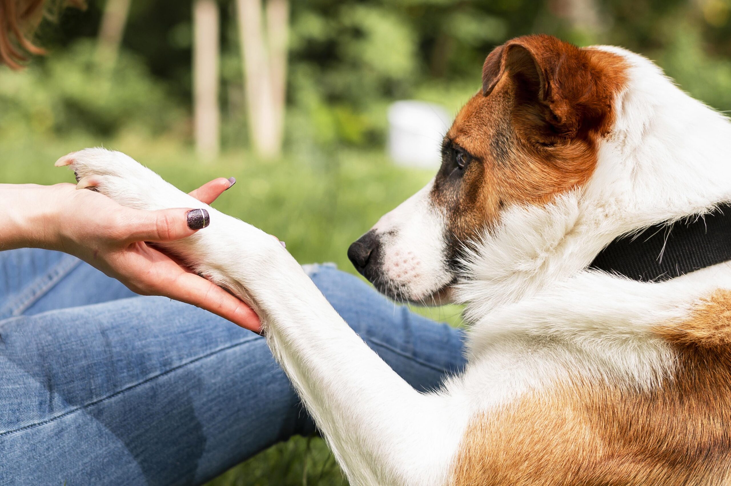 Therapietiere: Wie Hunde und Katzen helfen können