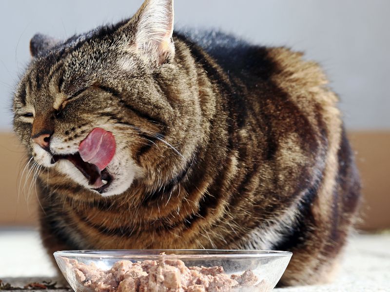 Katzen: Vorsicht bei diesen Nahrungsmitteln - Lebensmittel, die Ihre Katze nicht fressen darf