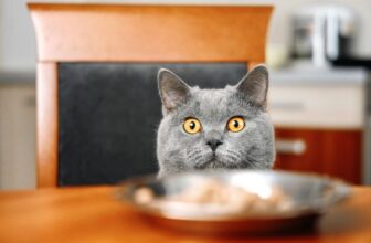 Katzen: Vorsicht bei diesen Nahrungsmitteln - Lebensmittel, die Ihre Katze nicht fressen darf