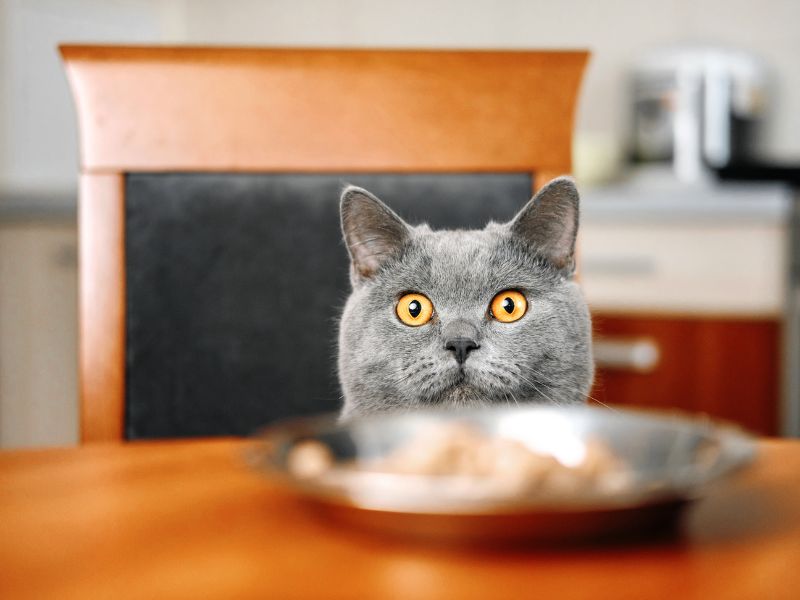 Katzen: Vorsicht bei diesen Nahrungsmitteln - Lebensmittel, die Ihre Katze nicht fressen darf