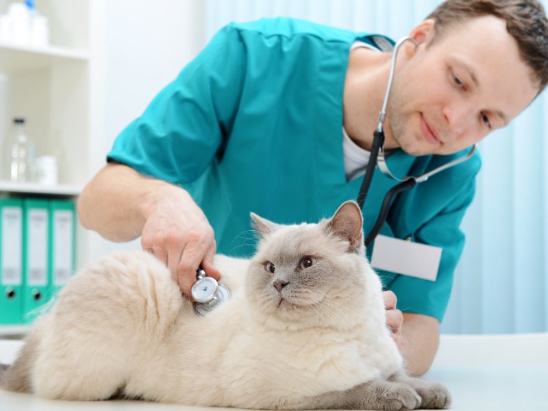Ratgeber Tierkrankenversicherung - die passende Krankenversicherung für Hund und Katze