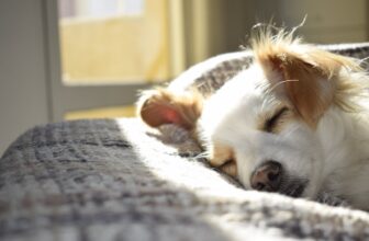 Zecke beim Hund – Ratschläge
