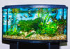 Warum deine Fische krank werden – und was wirklich gegen trübes Aquarienwasser hilft