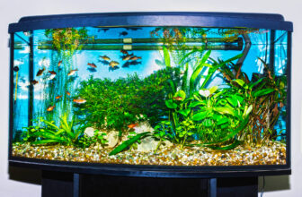 Warum deine Fische krank werden – und was wirklich gegen trübes Aquarienwasser hilft