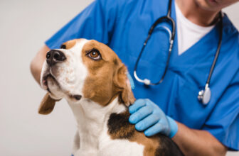 Krankenversicherungen für Tiere: Warum sich Halter zunehmend absichern