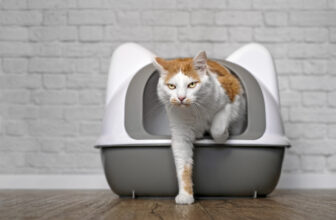 Warum Katzen unsauber werden - und warum Strafen das Problem meist verschlimmern