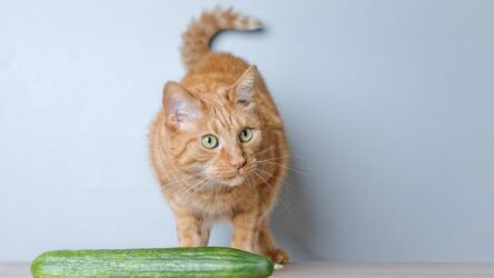Warum haben Katzen Angst vor Gurken?