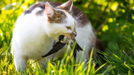 Aviäre Influenza 2025: So schützen Tierhalter Hunde und Katzen effektiv vor einer Ansteckung